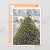 Postkarte - Vögel Briefkaart (Voorkant / Achterkant)