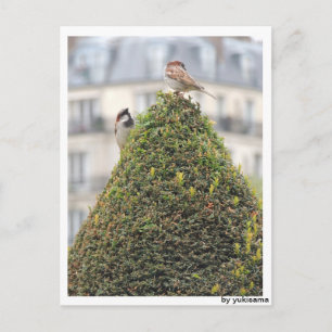 Postkarte - Vögel Briefkaart