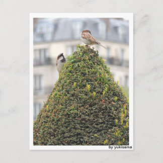 Postkarte - Vögel Briefkaart