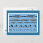 Postkarte "Wale" Briefkaart (Voorkant / Achterkant)