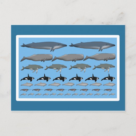 Postkarte "Wale" Briefkaart (Voorkant)
