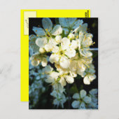 Postkarte - Weiße Blüten Briefkaart (Voorkant / Achterkant)