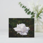 Postkarte weisse Roos Briefkaart (Staand voorkant)