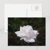 Postkarte weisse Roos Briefkaart (Voorkant / Achterkant)