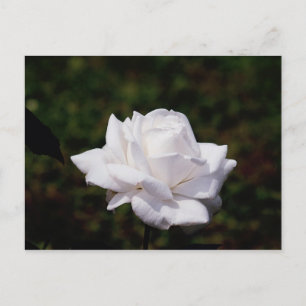 Postkarte weisse Roos Briefkaart