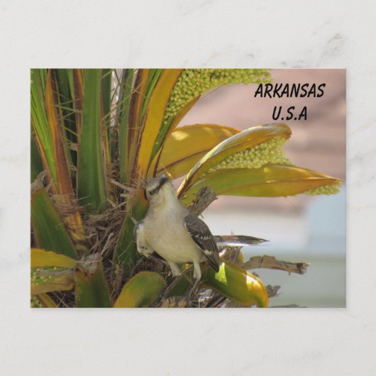 Postkruising Arkansas State Bird w ID Box Briefkaart (Voorkant)