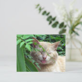 Postkruising Beast de Schattige zwerfkat Briefkaart (Staand voorkant)