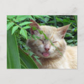 Postkruising Beast de Schattige zwerfkat Briefkaart (Voorkant)