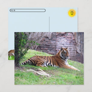 Postkruising Bengalen tijger Briefkaart met ID Box