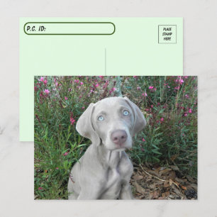 Postkruising Brooklyn's Garden Party - Weimaraner Briefkaart