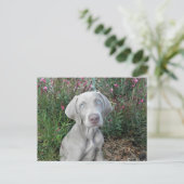 Postkruising Brooklyn's Garden Party - Weimaraner Briefkaart (Staand voorkant)