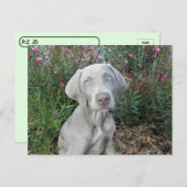 Postkruising Brooklyn's Garden Party - Weimaraner Briefkaart (Voorkant / Achterkant)
