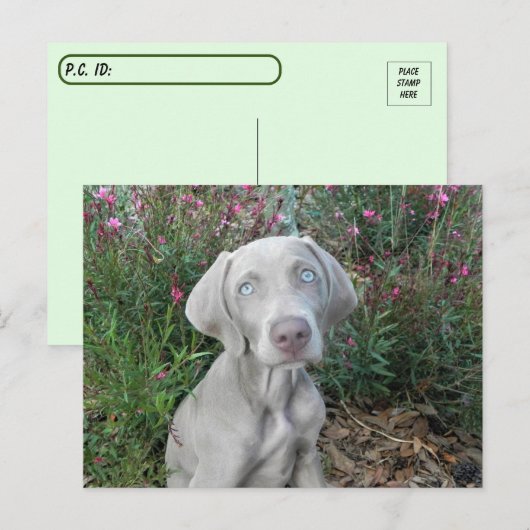 Postkruising Brooklyn's Garden Party - Weimaraner Briefkaart (Voorkant / Achterkant)