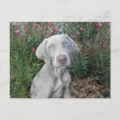 Postkruising Brooklyn's Garden Party - Weimaraner Briefkaart (Voorkant)
