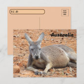 Postkruising Confident Kangaroo Briefkaart (Voorkant / Achterkant)