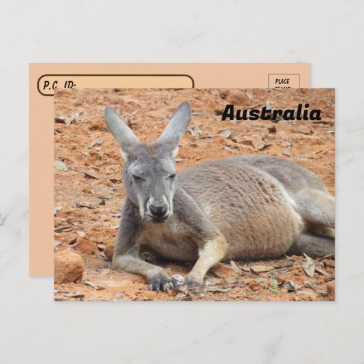 Postkruising Confident Kangaroo Briefkaart (Voorkant / Achterkant)
