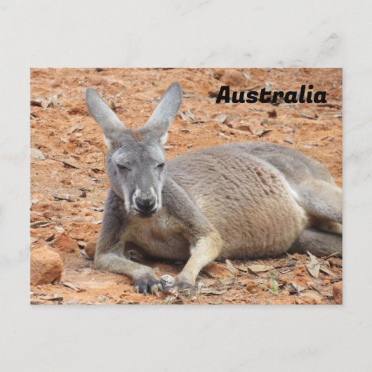 Postkruising Confident Kangaroo Briefkaart (Voorkant)