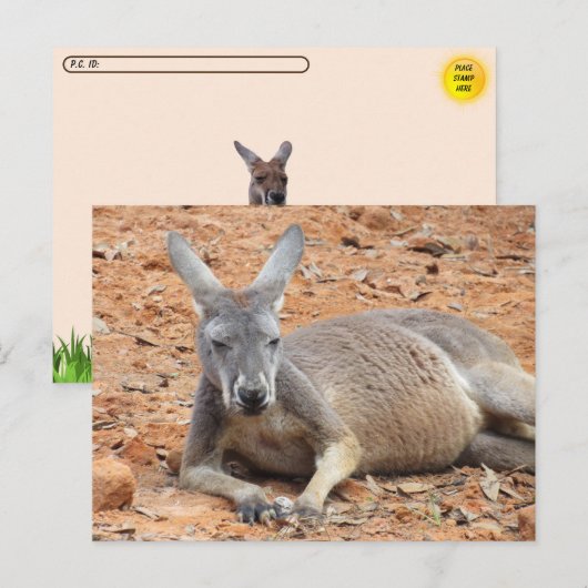 Postkruising Confident Kangaroo Briefkaart (Voorkant / Achterkant)