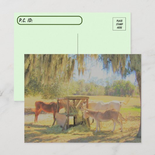 Postkruising =Diervoedingsstation 2 Paarden en Don Briefkaart (Voorkant / Achterkant)