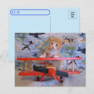 Postkruising = Dolce the Cat's Airplane Briefkaart