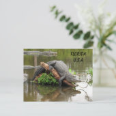 Postkruising Florida Alligator w ID Box Briefkaart (Staand voorkant)