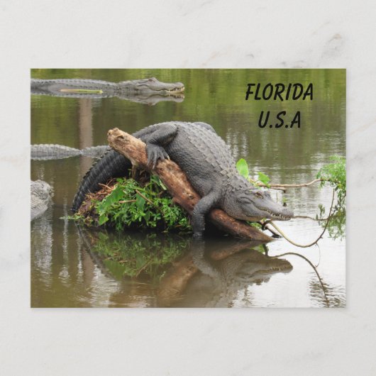 Postkruising Florida Alligator w ID Box Briefkaart (Voorkant)