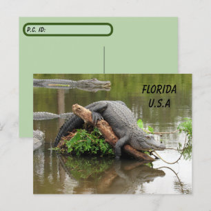 Postkruising Florida Alligator w ID Box Briefkaart