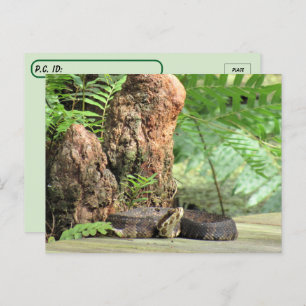 Postkruising - Florida Cottonmouth in het moeras Briefkaart
