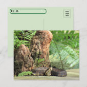 Postkruising - Florida Cottonmouth in het moeras Briefkaart (Voorkant / Achterkant)