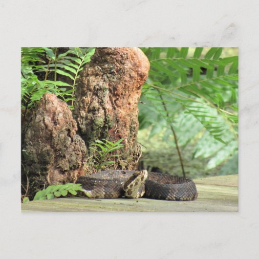 Postkruising - Florida Cottonmouth in het moeras Briefkaart (Voorkant)