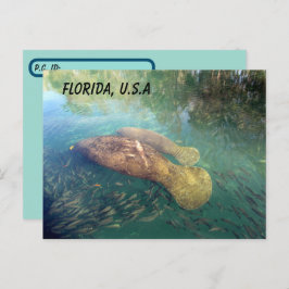 Postkruising Florida Manatee and Baby w ID Box Briefkaart