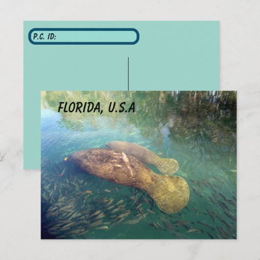 Postkruising Florida Manatee and Baby w ID Box Briefkaart (Voorkant / Achterkant)
