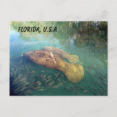 Postkruising Florida Manatee and Baby w ID Box Briefkaart (Voorkant)