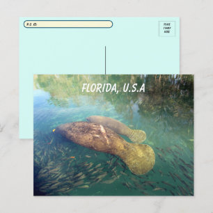 Postkruising Florida Manatee and Baby w ID Box Briefkaart