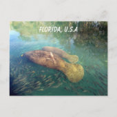 Postkruising Florida Manatee and Baby w ID Box Briefkaart (Voorkant)