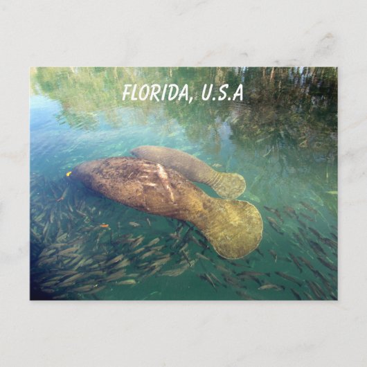 Postkruising Florida Manatee and Baby w ID Box Briefkaart (Voorkant)