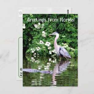 Postkruising Great Blue Heron en Alligator Briefkaart