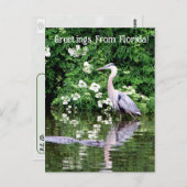 Postkruising Great Blue Heron en Alligator Briefkaart (Voorkant / Achterkant)