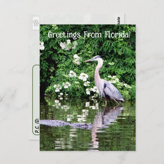 Postkruising Great Blue Heron en Alligator Briefkaart (Voorkant / Achterkant)
