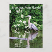 Postkruising Great Blue Heron en Alligator Briefkaart (Voorkant)