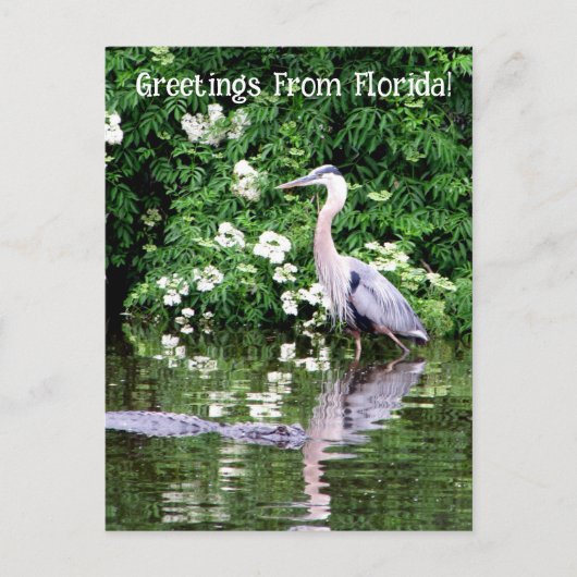 Postkruising Great Blue Heron en Alligator Briefkaart (Voorkant)