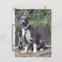 Postkruising Handsome Pit Bull Briefkaart