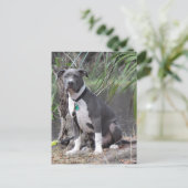 Postkruising Handsome Pit Bull Briefkaart (Staand voorkant)