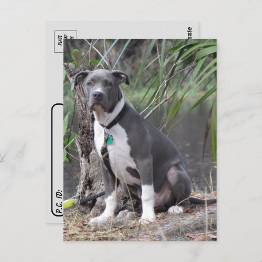 Postkruising Handsome Pit Bull Briefkaart (Voorkant / Achterkant)
