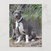 Postkruising Handsome Pit Bull Briefkaart (Voorkant)