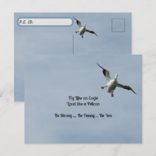 Postkruising ID Box - American White Pelican Briefkaart