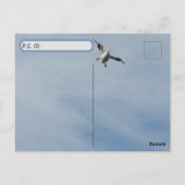 Postkruising ID Box - American White Pelican Briefkaart (Achterkant)