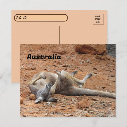 Postkruising Kangaroo Rolling/Spelen Briefkaart (Voorkant / Achterkant)