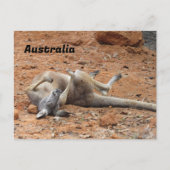 Postkruising Kangaroo Rolling/Spelen Briefkaart (Voorkant)