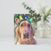 Postkruising - Kerstmis van Nova Golden Retriever Briefkaart (Staand voorkant)